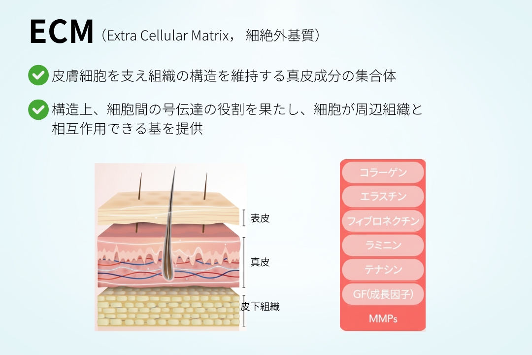 【リトゥオ（Re2O）】
ECM （Exta Cellular Matix，細絶外基質）
・皮膚細胞を支え組織の構造を維持する真皮成分の集合体
・構造上、細胞間の伝達の役割を果たし、細胞が周辺組織と
相互作用できる基を提供
