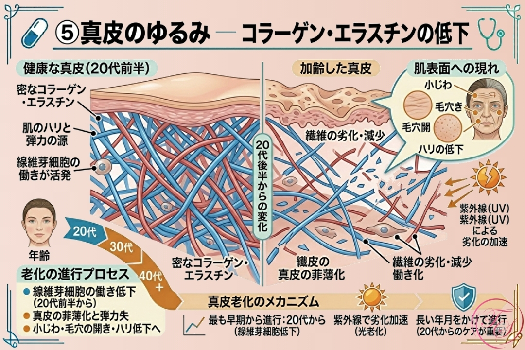 肌のハリを司る「真皮層」の老化メカニズム。20代から始まるコラーゲン・エラスチンの減少や、紫外線による光老化で網目構造が崩れる様子を拡大図で比較。小じわや毛穴の開き、肌表面の弾力低下が生じる原因。（トータルスキンクリニック 福岡天神院）