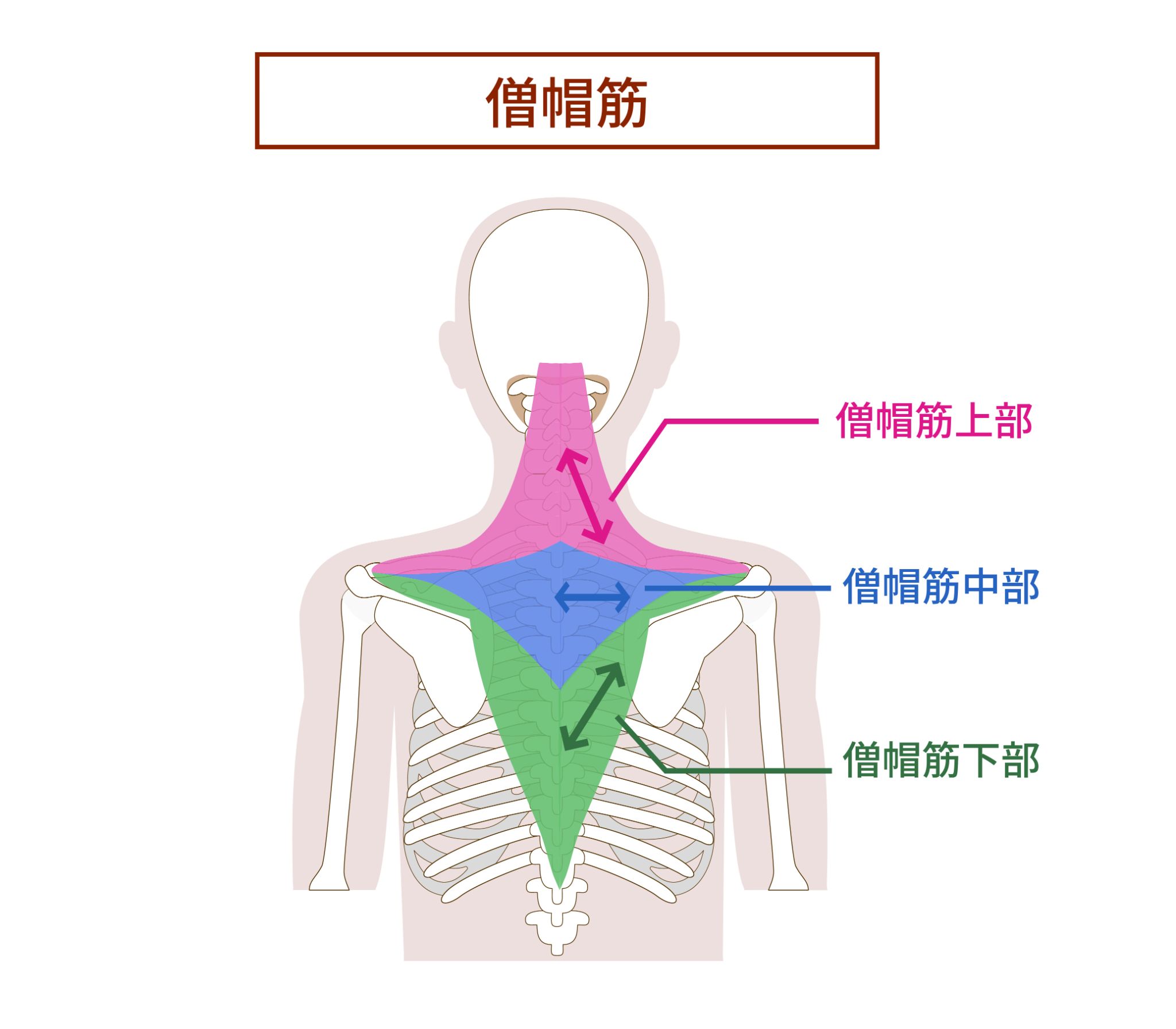 肩ボトックスとは?